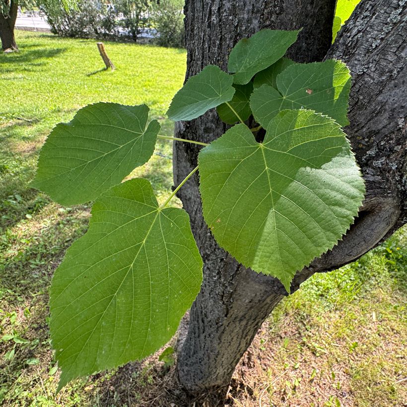 Tilia cordata seeds - Small-leaved lime (Foliage)