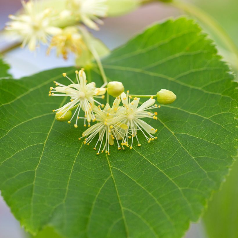 Tilia cordata seeds - Small-leaved lime (Flowering)