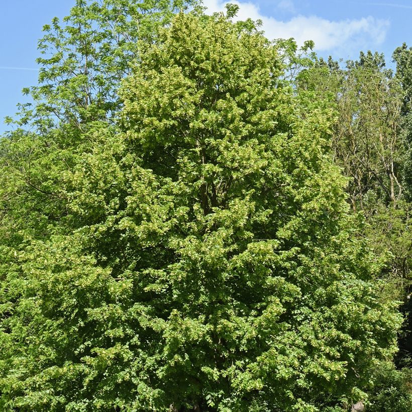 Tilia cordata seeds - Small-leaved lime (Plant habit)