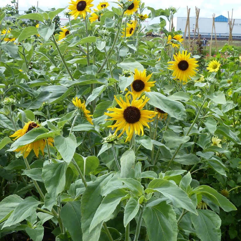 Sunflower Gold and Silver seeds - Helianthus argophyllus (Plant habit)