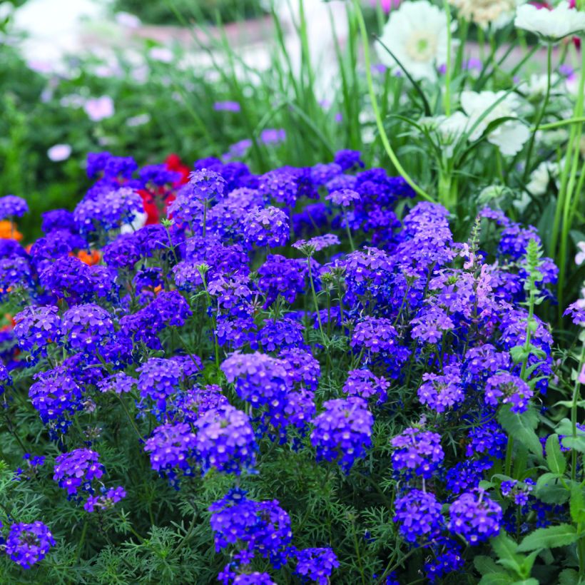 Verbena hybruda Imagination seeds (Plant habit)
