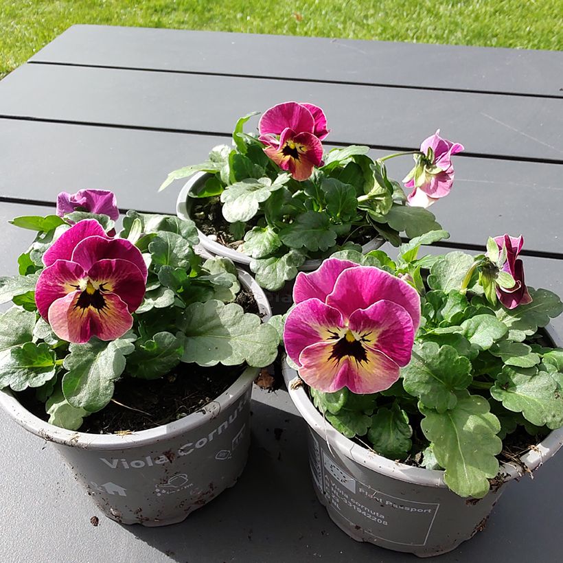 Viola Laeta Antique Shades seeds - Viola cornuta (Flowering)