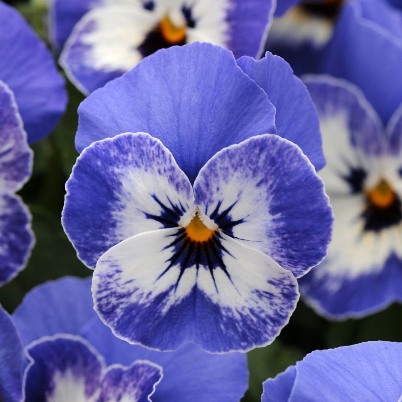 Viola Sorbet XP Delft blue seeds - Viola cornuta (Flowering)
