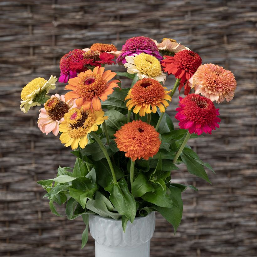Zinnia elegans Crestar! Mix seeds (Flowering)