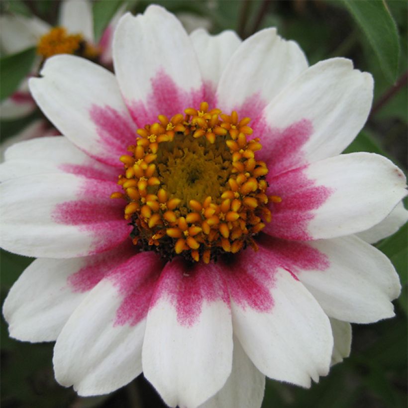 Zinnia marylandica Zahara Starlight Rose Seeds (Flowering)