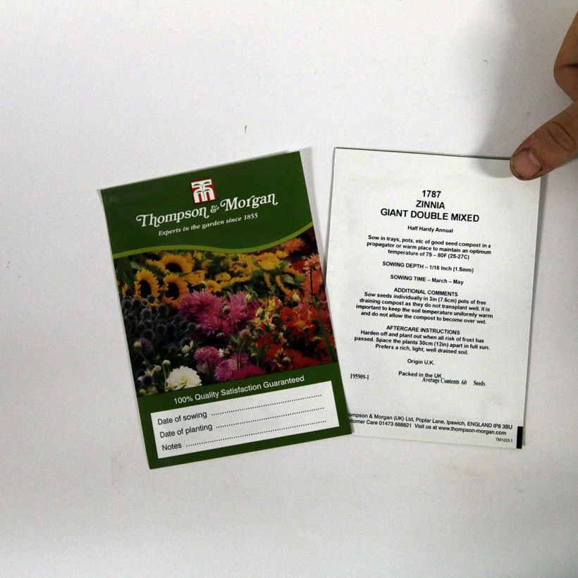 Example of Zinnia elegans Giant Double Mixed Seeds per pack of 60 seeds specimen as delivered
