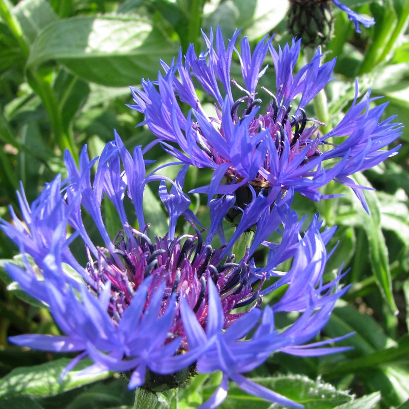 Centaurea montana Seeds (Flowering)
