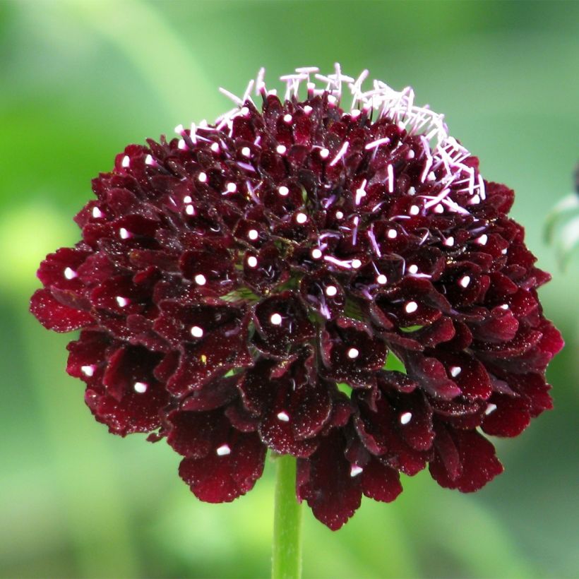 Scabiosa atropurpurea Ebony and Ivory Seeds (Flowering)