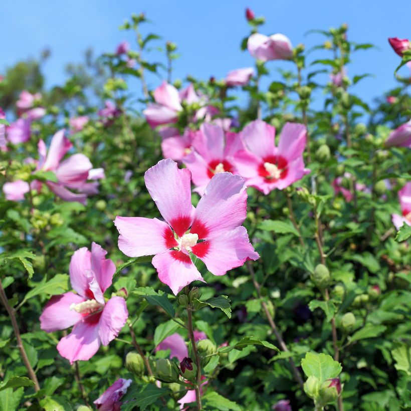 Hibiscus syriacus seeds - Rose of Sharon (Flowering)