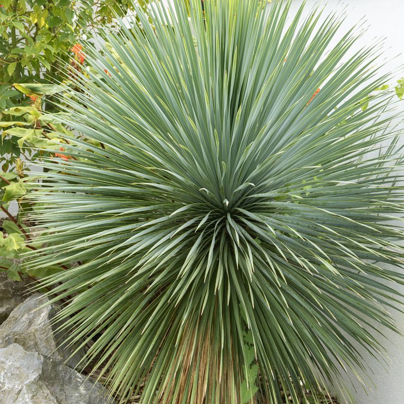 Yucca rostrata seeds - Beaked Yucca (Foliage)