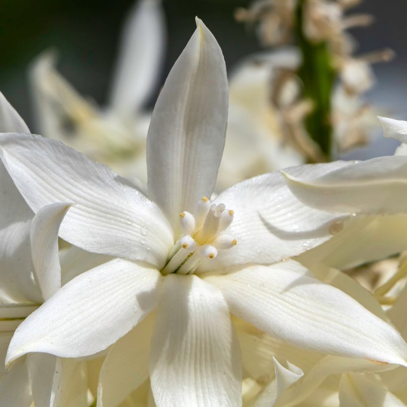 Yucca rostrata seeds - Beaked Yucca (Flowering)