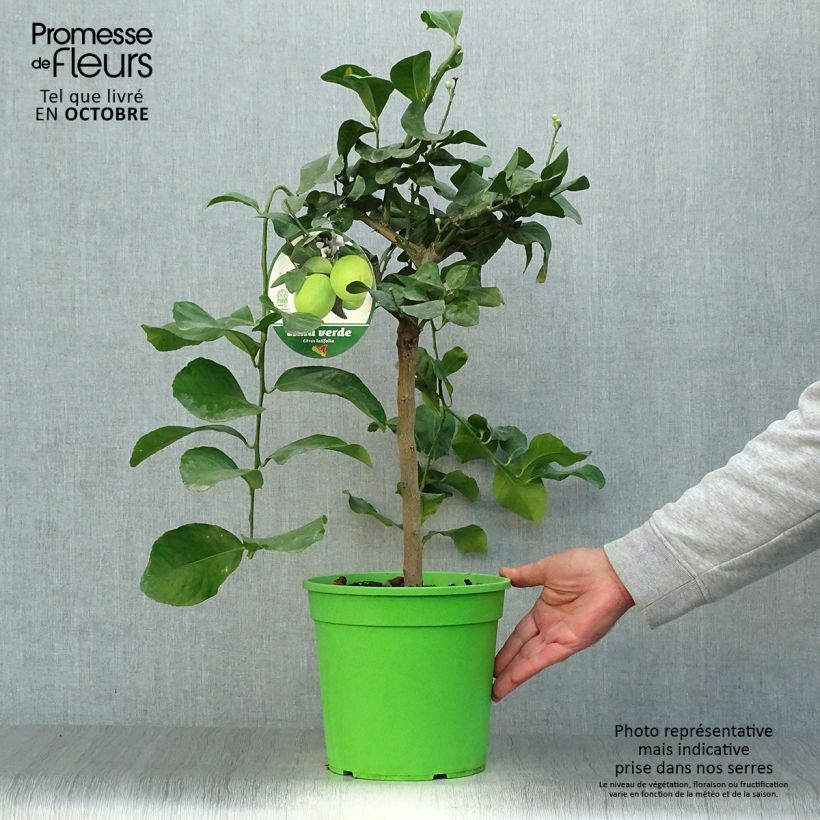 Large Lime - Citrus latifolia 4L/5L pot, Quarter standard sample as delivered in autumn