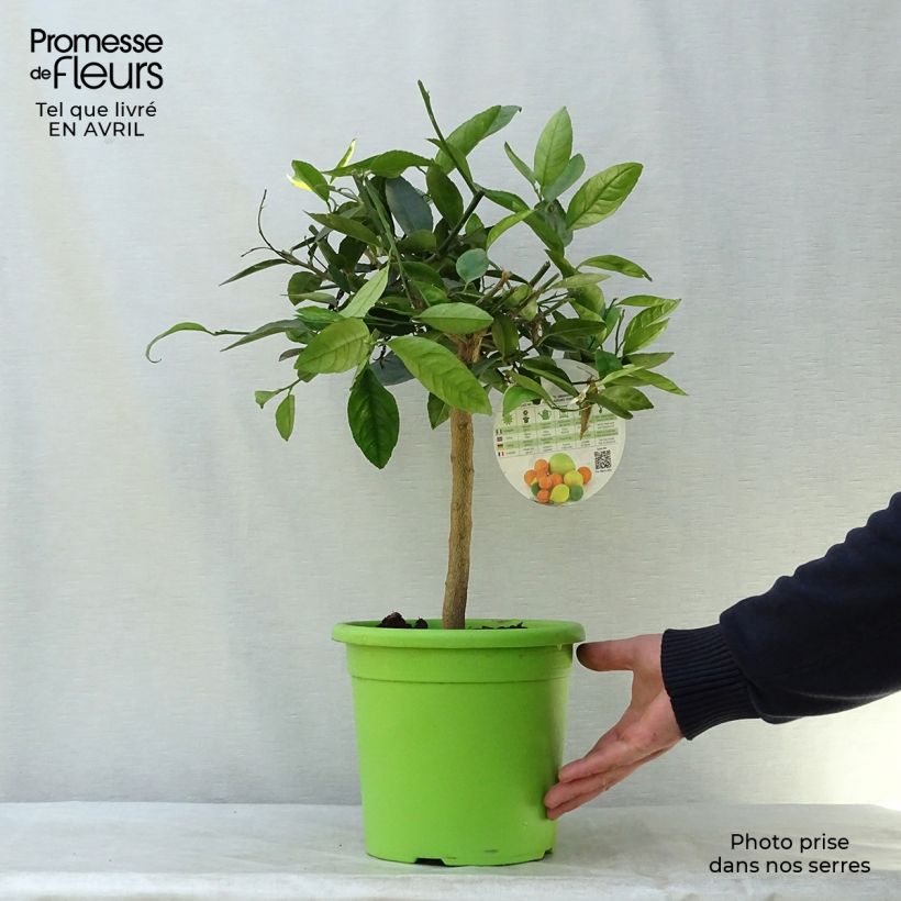 Large Lime - Citrus latifolia 4L/5L pot, Quarter standard sample as delivered in spring