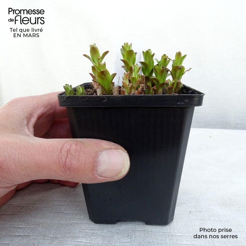 Gratiola officinalis 8/9 cm pot sample as delivered in winter