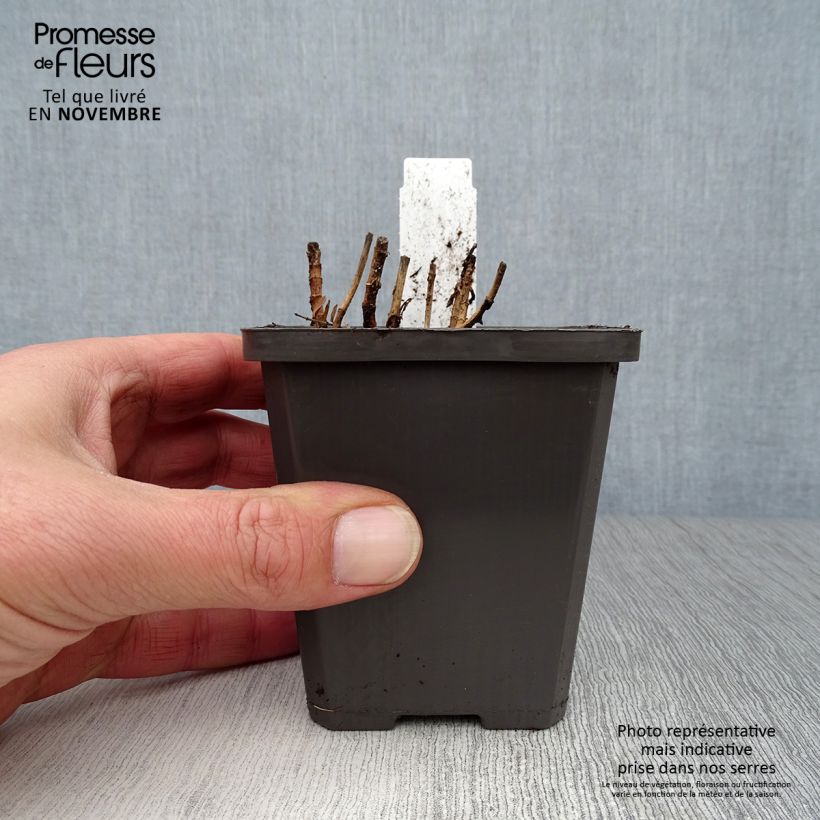 Gratiola officinalis 8/9 cm pot sample as delivered in autumn
