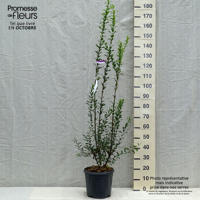Punica granatum Noshi Shibari - Pomegranate 7.5L/10L pot, Bush sample as delivered in autumn