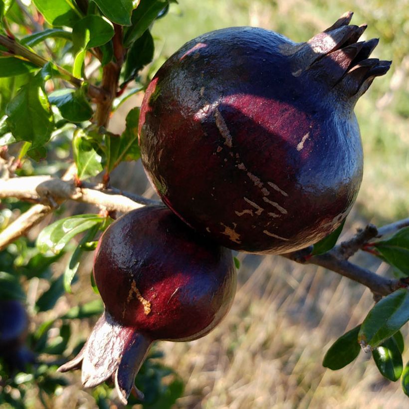 Punica granatum Asmar - Pomegranate (Harvest)
