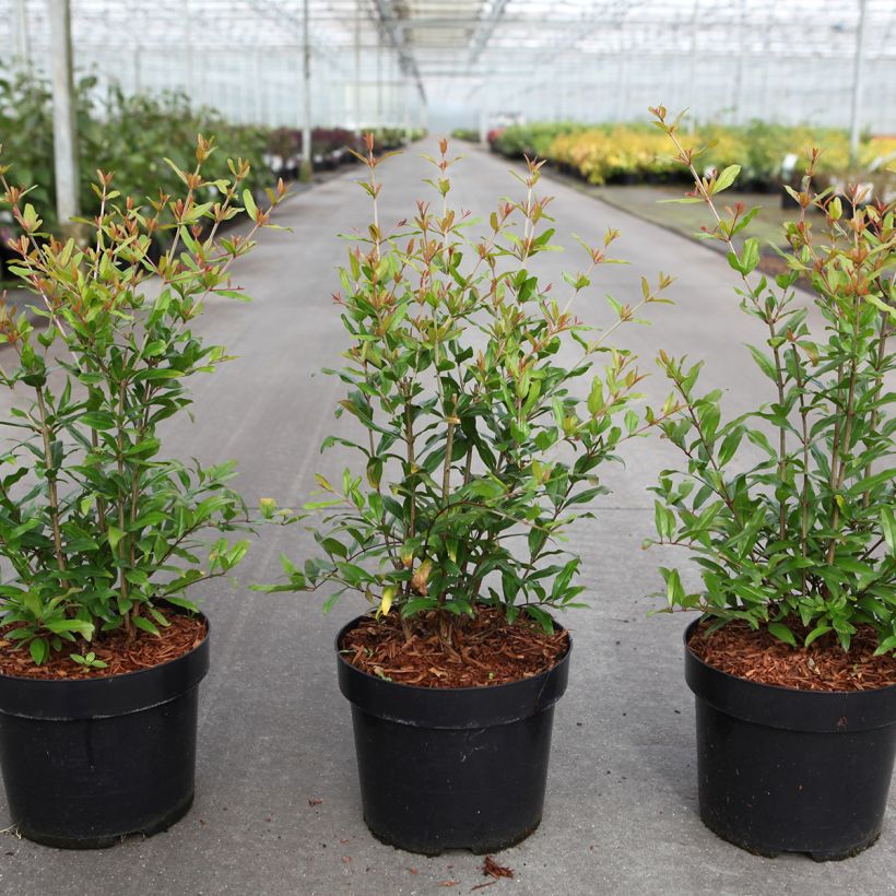 Punica granatum 'Lyubimy' Favorite™ - Pomegranate (Plant habit)