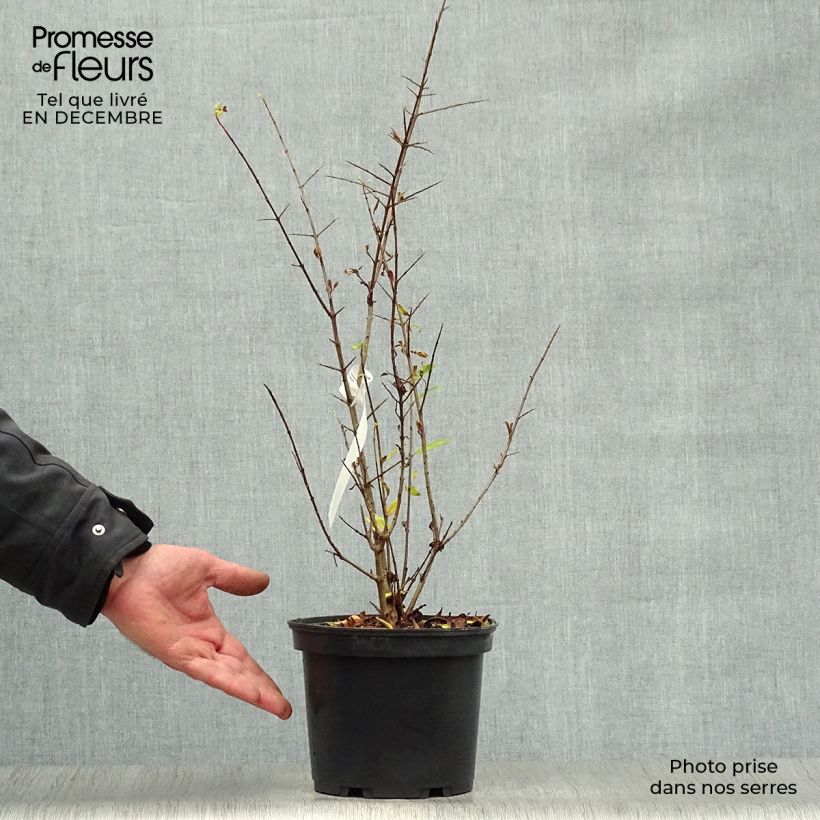 Punica granatum Maxima Rubra - Pomegranate 2L/3L pot sample as delivered in winter