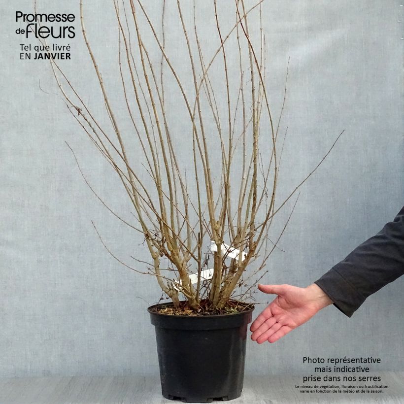 Punica granatum f. plena - pomegranate 7.5L/10L pot sample as delivered in winter