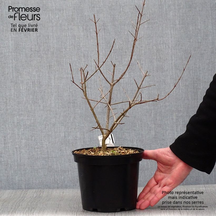 Punica granatum Fina Tendral - Pomegranate 2L/3L pot, Bush sample as delivered in winter