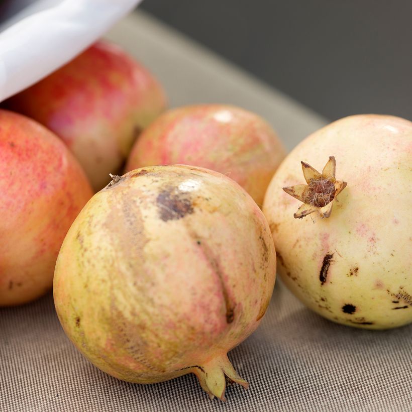 Punica granatum Mollar de Elche - Pomegranate (Harvest)