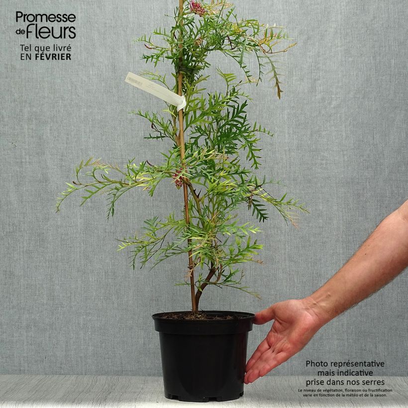Grevillea Bronze Rambler 4L/5L pot sample as delivered in autumn