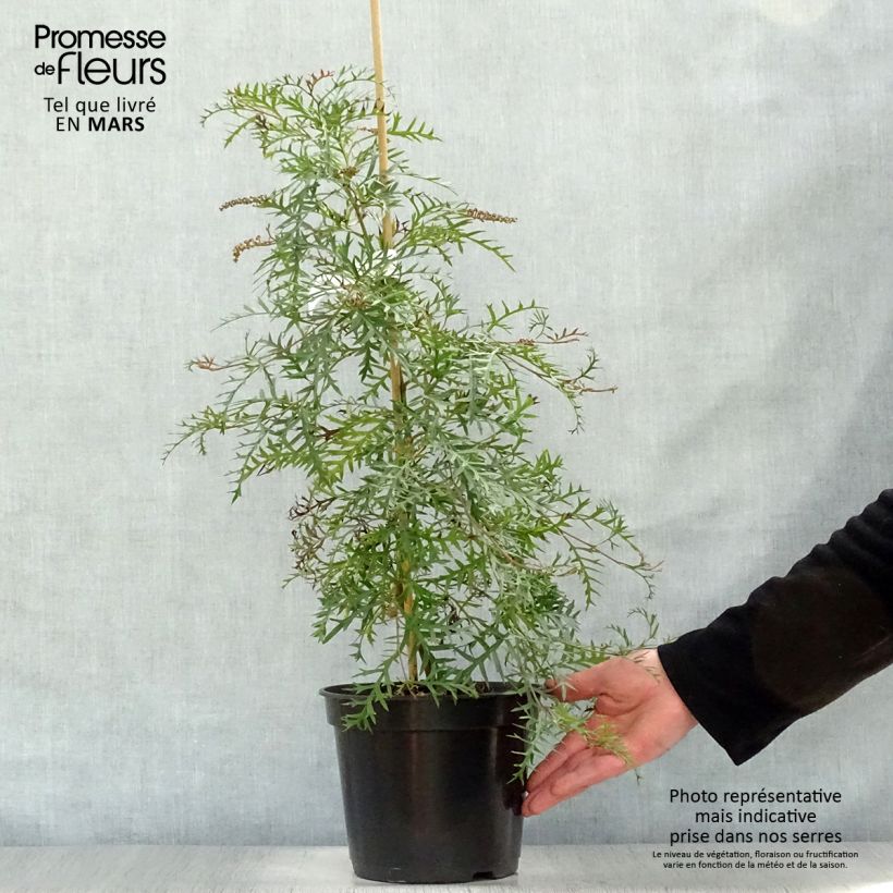 Grevillea Bronze Rambler 4L/5L pot sample as delivered in spring