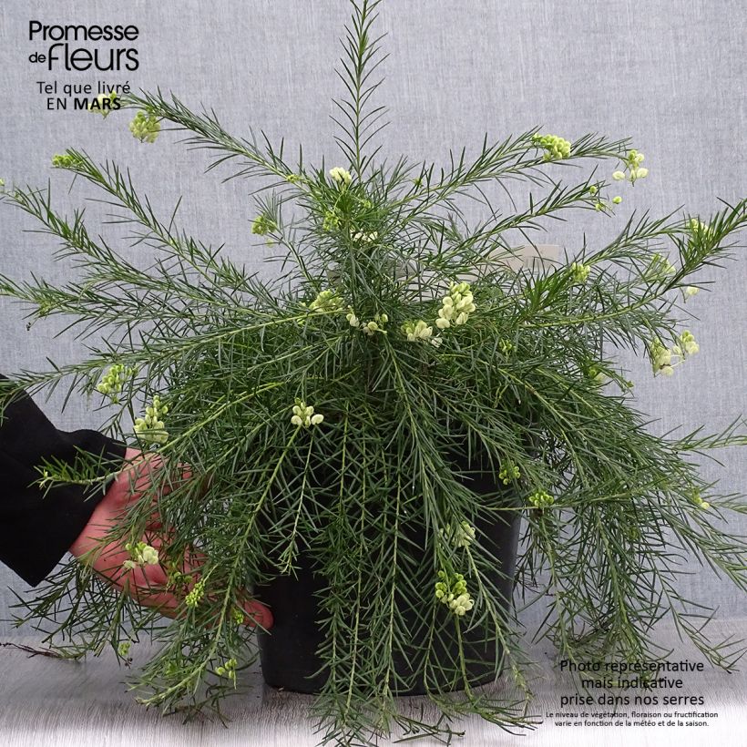 Grevillea gracilis Alba 7.5L/10L pot sample as delivered in spring