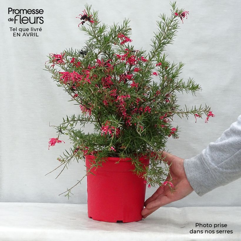 Grevillea gracilis Clearview David 2L/3L pot, Bush sample as delivered in spring