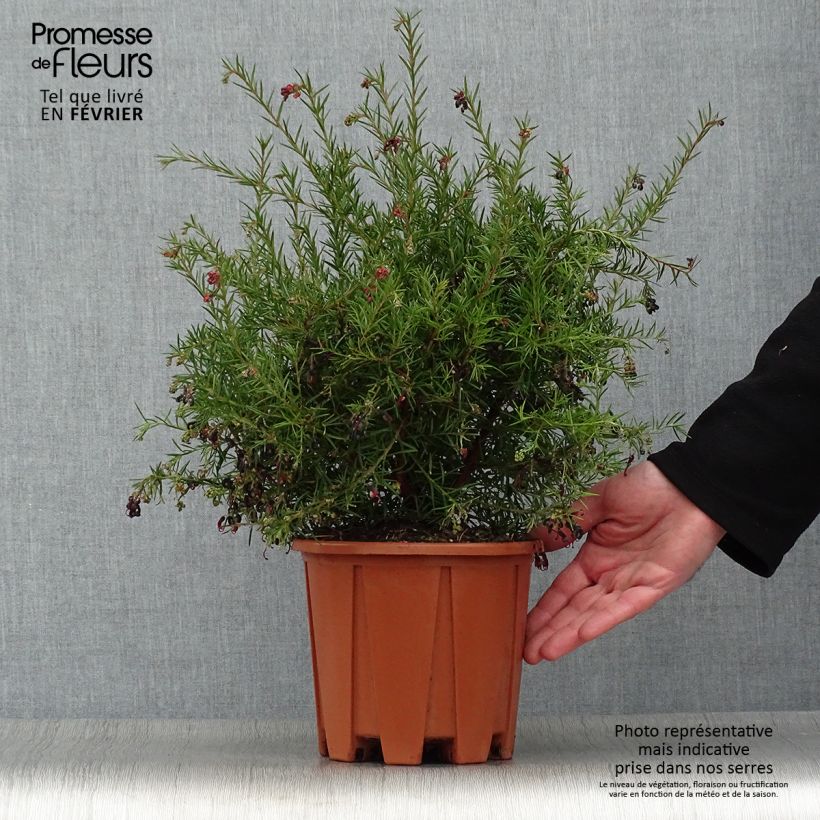 Grevillea gracilis Clearview David 2L/3L pot sample as delivered in winter
