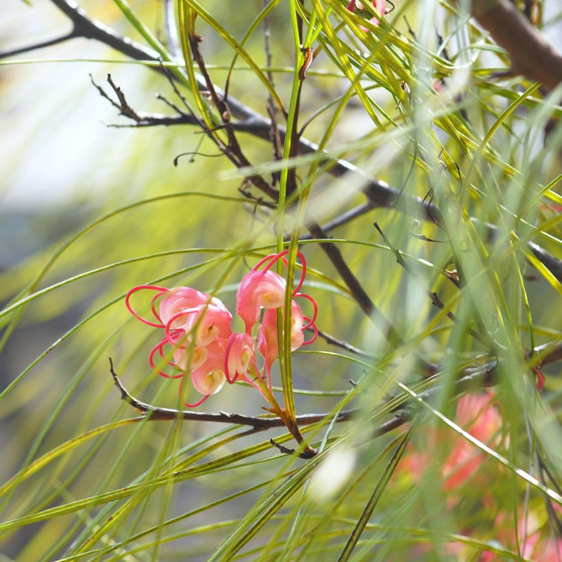 Grevillea johnsonii (Foliage)