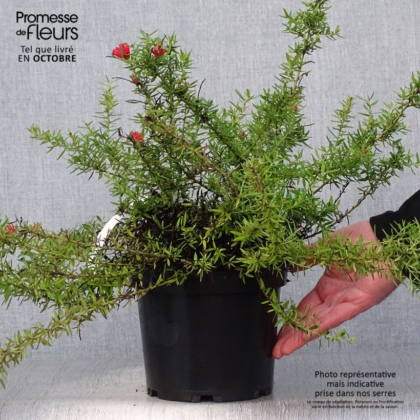 Grevillea New Blood 2L/3L pot sample as delivered in autumn