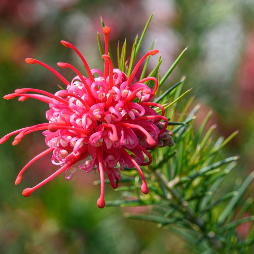 Grevillea juniperina (Flowering)