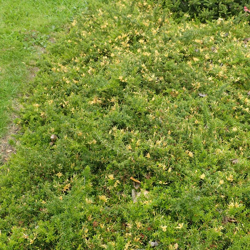 Grevillea prostrata Aurea (Plant habit)