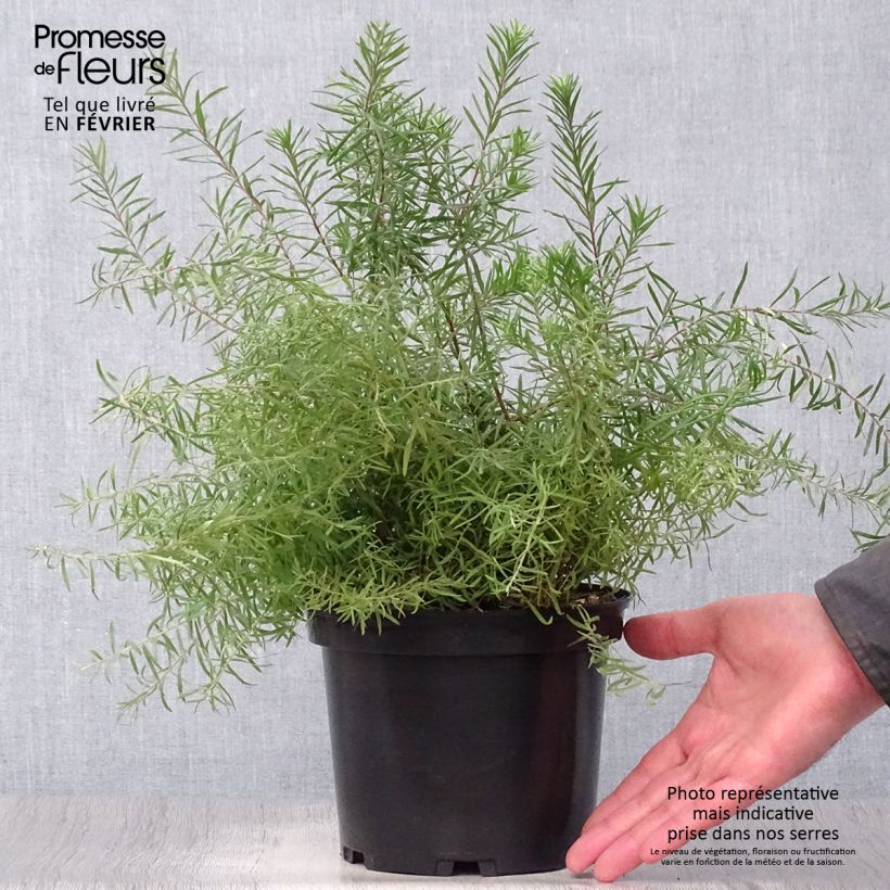 Grevillea rosmarinifolia Rosa Jenkinsii 3L/4L pot sample as delivered in winter