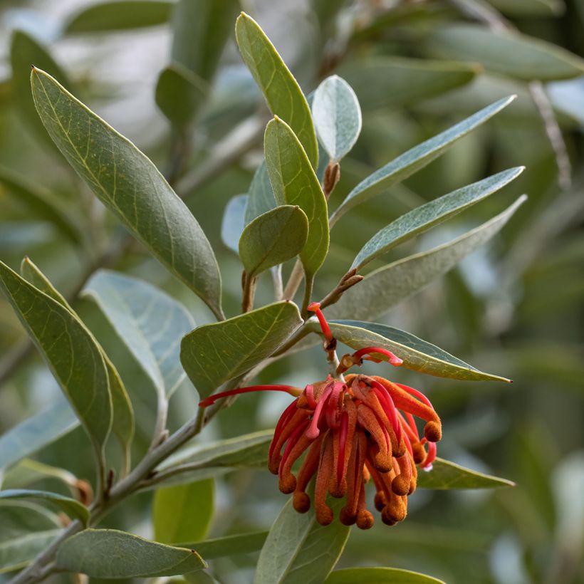 Grevillea victoriae  (Foliage)