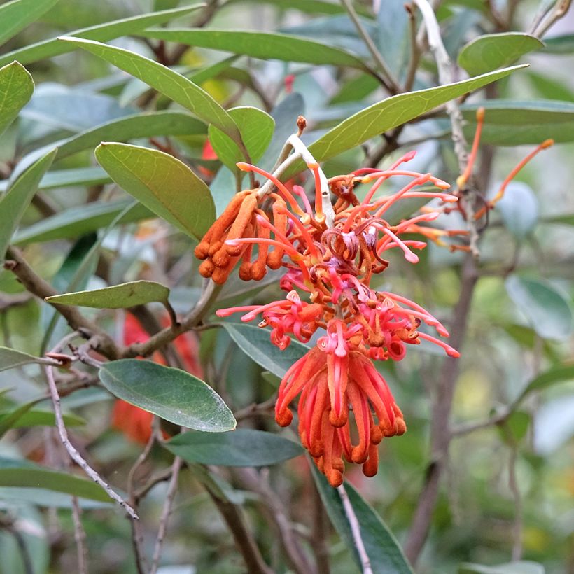 Grevillea victoriae  (Flowering)