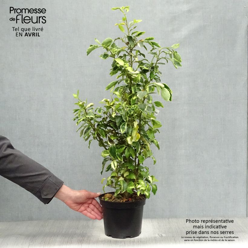 Griselinia littoralis Bantry Bay 3L/4L pot sample as delivered in spring