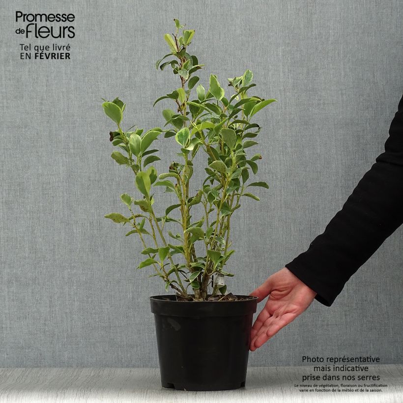 Griselinia littoralis Green Jewel 4L/5L pot sample as delivered in winter