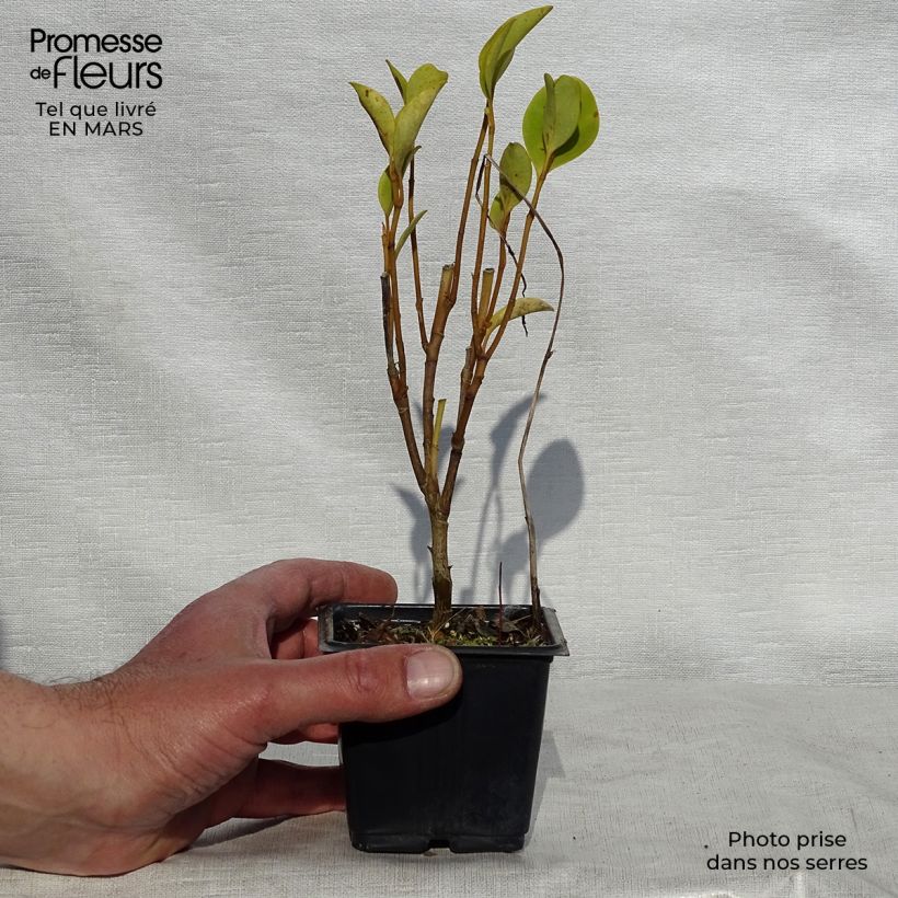 New Zealand broadleaf - Griselinia littoralis 8/9 cm pot sample as delivered in spring