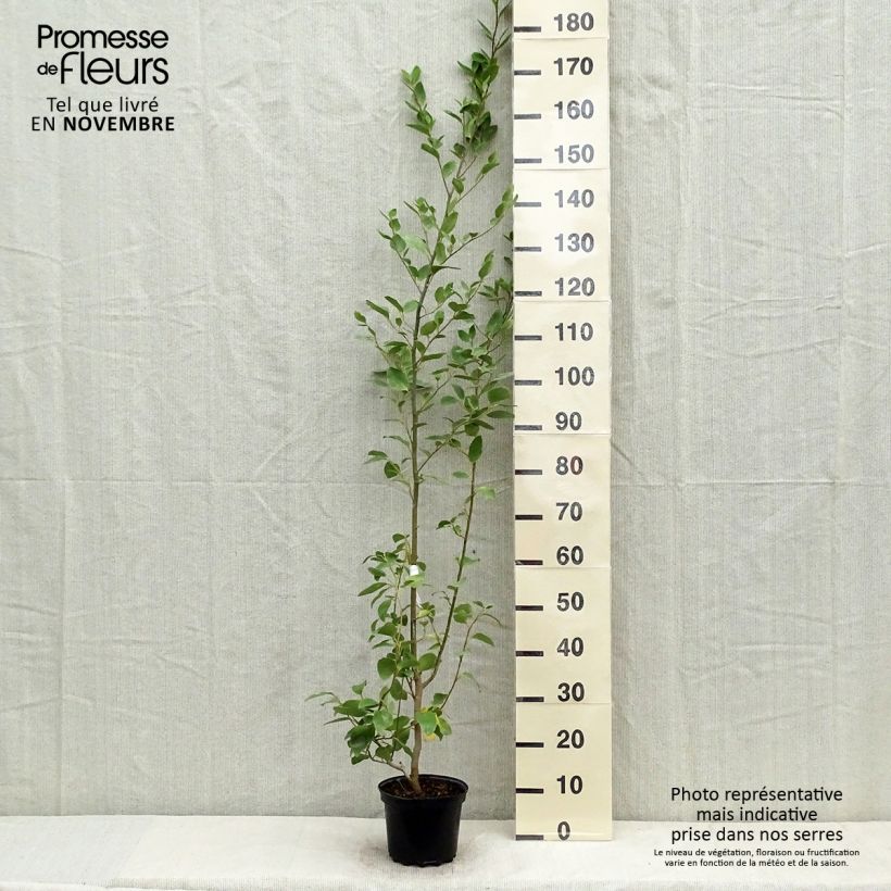 New Zealand broadleaf - Griselinia littoralis 2L/3L pot sample as delivered in autumn