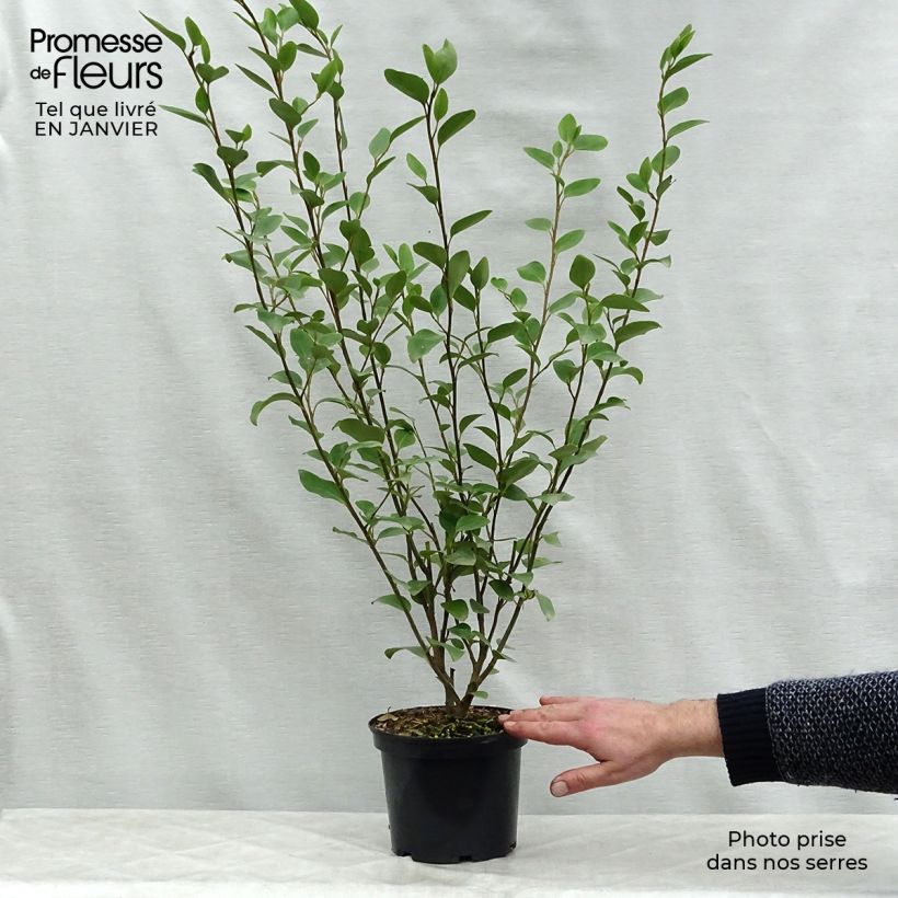 New Zealand broadleaf - Griselinia littoralis 2L/3L pot sample as delivered in winter