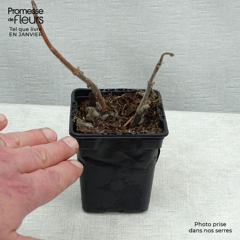 Mexican mint - Plectranthus amboinicus 8/9 cm pot sample as delivered in winter