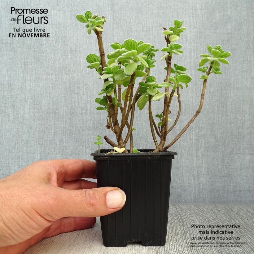 Mexican mint - Plectranthus amboinicus 8/9 cm pot sample as delivered in autumn