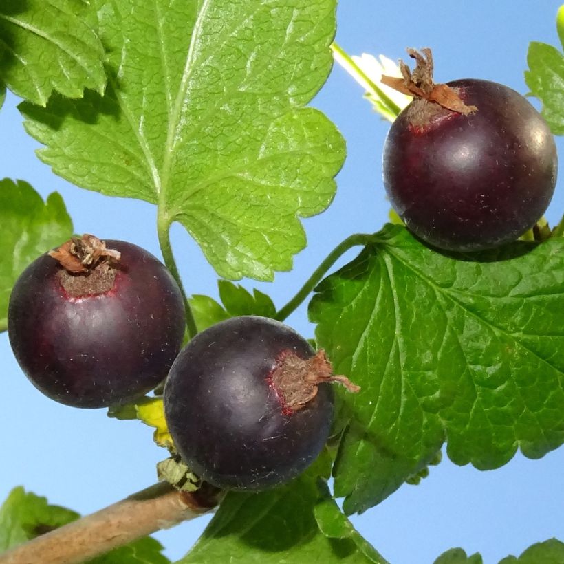 Ribes nidigrolaria Jostaberry (Harvest)