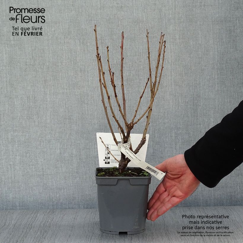 Redcurrant Red Lake - Georges Delbard 2L/3L pot, Bush sample as delivered in winter