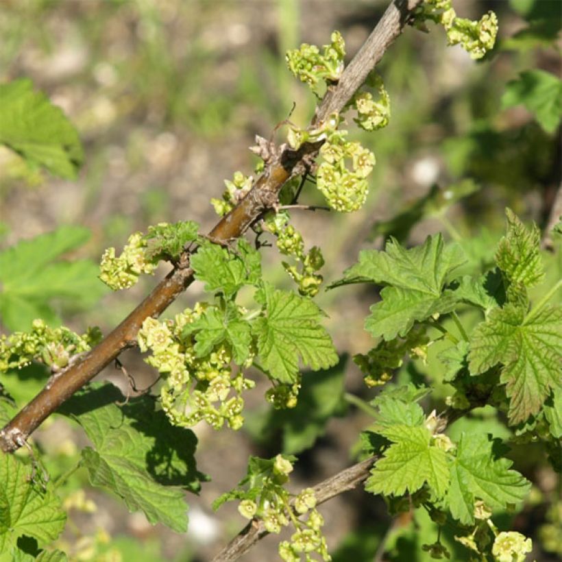 Ribes rubrum London Market - Redcurrant (Flowering)