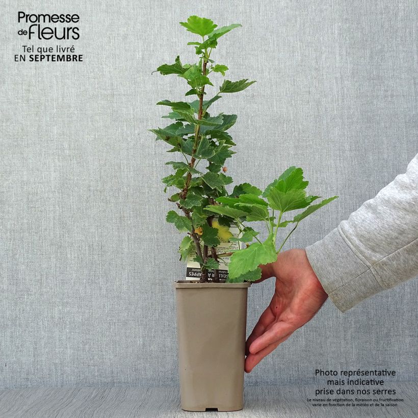 Pinkcurrant Gloire de Sablons - Ribes rubrum 1L/1.5L pot, Bush sample as delivered in autumn