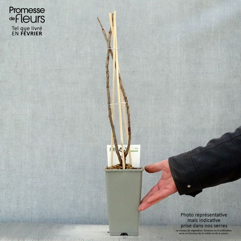 Ribes rubrum Hollande blanche - Whitecurrant 1.5L/2L pot, Bush sample as delivered in winter